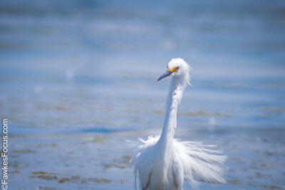Snowy Egret standing gracefully in a tranquil water setting with pristine feathers and a soft-focus background. Perfect display of the Snowy Egret's elegance and beauty.