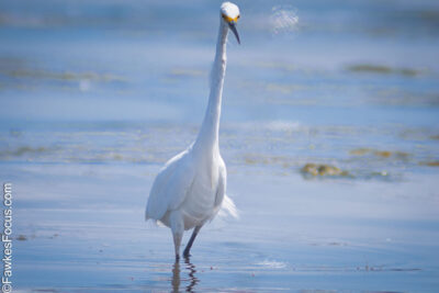 Snowy Egret wading elegantly in calm waters with its striking white plumage and slender neck showcasing its natural beauty and charm in a serene aquatic setting.