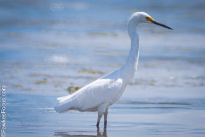 Snowy Egret wading in shallow waters with its striking white plumage and long black beak. The elegant bird stands gracefully in a serene natural setting.