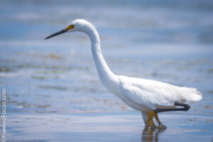 Snowy Egret gracefully wading in shallow water with vibrant blue background showcasing its elegant white plumage and distinct black legs perfect for birdwatching enthusiasts.