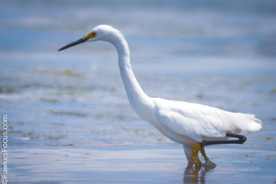 Snowy Egret gracefully wading in shallow water with vibrant blue background showcasing its elegant white plumage and distinct black legs perfect for birdwatching enthusiasts.