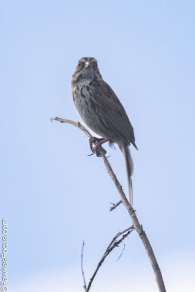 Song Sparrow Song Sparrow perched on a thin branch against a clear blue sky showcasing its distinct brown and white plumage. Perfect example of Song Sparrow in natural habitat.