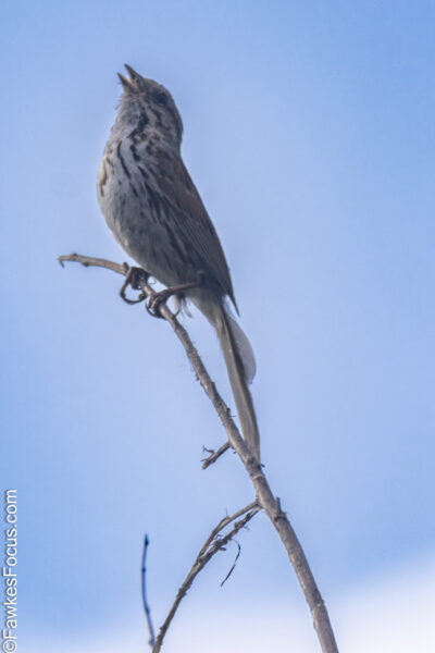 Song Sparrow Song Sparrow perched on a thin branch against a clear blue sky showcasing its natural habitat and singing behavior. Perfect example of the Song Sparrow in the wild.