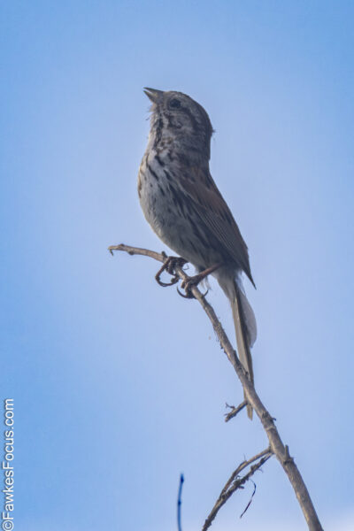 Song Sparrow Song Sparrow perched on a branch against a clear blue sky, showcasing its distinctive plumage and vibrant presence in natural habitat, highlighting Song Sparrow birdwatching.