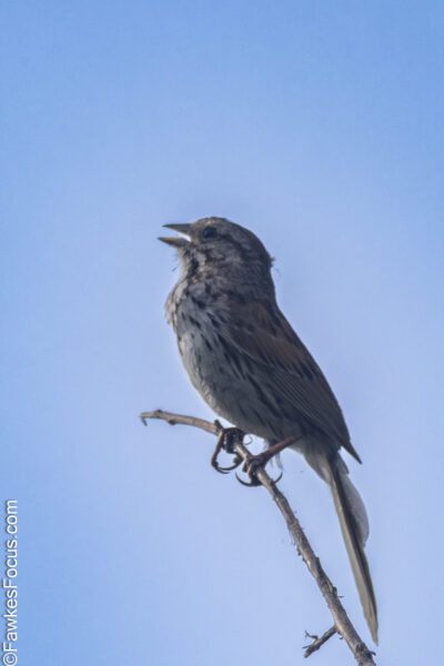 Song Sparrow Song Sparrow perched on a branch against a clear blue sky with its beak open in mid-song showcasing its brown and gray plumage perfect for birdwatching enthusiasts.