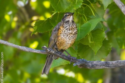 American Robin American Robin perched on a tree branch, surrounded by lush green leaves. The bird's distinct orange breast and speckled plumage are visible in a natural setting.