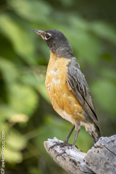American Robin American Robin perched on a branch in a natural setting displaying its vibrant orange breast and gray wings providing a classic example of this common North American bird.