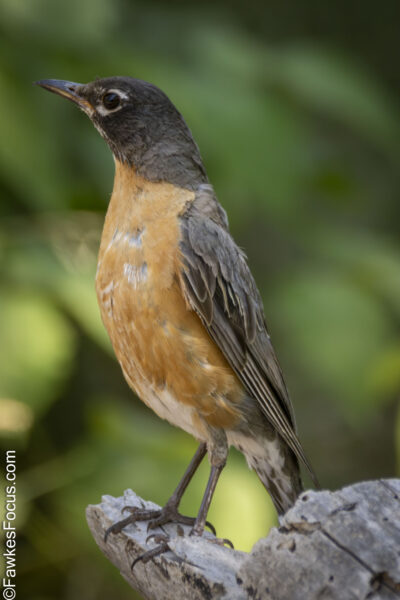American Robin American Robin perched on a branch with a blurred green background showcasing its vibrant plumage and iconic stance perfect for birdwatching enthusiasts and nature lovers.