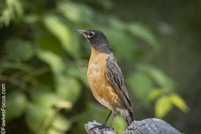American Robin American Robin perched on a rock in a green forest setting. The vibrant orange chest and gray wings of the American Robin are highlighted against the lush background.