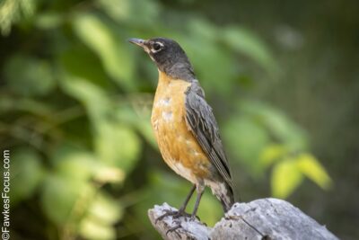 American Robin American Robin perched on a rock in a natural green environment showcasing its orange breast and gray wings perfect example of the beautiful American Robin bird species.