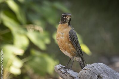 American Robin American Robin perched on a branch in a natural setting showcasing its distinct orange breast. This bird is common across North America and symbolizes springtime.