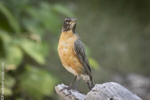 A vibrant American Robin perched on a weathered tree branch against a blurred green background showcasing its distinct orange breast and brown-gray plumage in a natural setting.