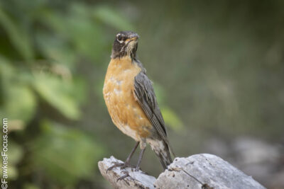 American Robin A vibrant American Robin perched on a branch against a blurred natural background showcasing the bird's distinctive red breast and highlighting its natural beauty.