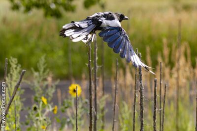 Black-billed Magpie Black-billed Magpie in flight over a vibrant meadow with sunflowers and greenery highlighting its striking black and white plumage and distinctive long tail feathers.