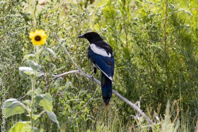 Black-billed Magpie Black-billed Magpie perched on a branch in a lush green meadow with wildflowers showcasing its striking black and white plumage a common sight in North American landscapes.
