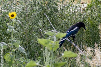 Black-billed Magpie Black-billed Magpie perched amid lush greenery. The striking bird stands out with its distinctive black and white plumage against a vibrant background of wild plants.