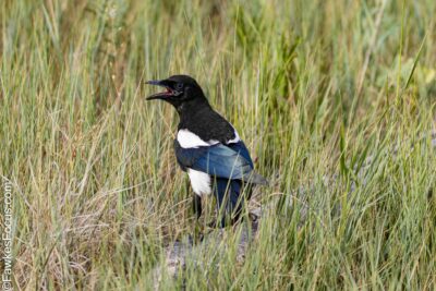 Black-billed Magpie Black-billed Magpie standing in tall grass showcasing its distinctive black and white plumage in a natural habitat ideal for birdwatching and nature enthusiasts.