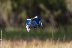 A Black-billed Magpie in flight showcases vibrant blue wings against a blurred green and brown natural background highlighting its distinctive black and white plumage.