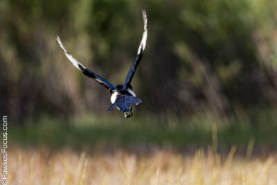 Black-billed Magpie Black-billed Magpie in flight over a field with blurred green and brown background. This striking bird showcases its distinctive black and white plumage while soaring.