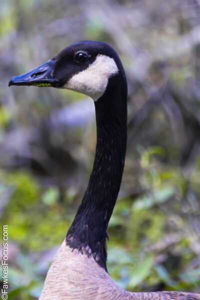 Canada Goose Close-up of a Canada Goose with striking black head and white cheeks against a blurred natural background showcasing the iconic bird in its natural habitat.