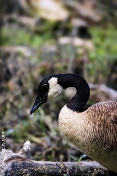 Canada Goose Canada Goose foraging in a lush, natural habitat. The bird's distinctive black neck and white cheeks are visible as it searches among the greenery and fallen branches.