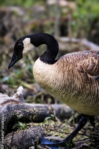 Canada Goose Canada Goose walking gracefully through a natural habitat featuring lush greenery and a serene environment highlighting the bird's iconic features and distinctive markings.