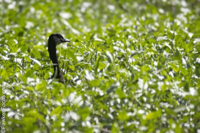 Canada Goose Canada Goose in a lush green field blending with foliage highlighting its natural habitat and showcasing the beauty of Canada Goose amid vibrant greenery.