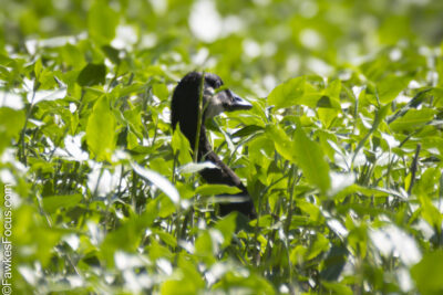 Canada Goose Canada Goose hidden among lush green foliage showcasing its natural habitat and blending into the environment. Perfect depiction of wildlife in its serene surroundings.