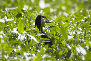 Canada Goose hidden among lush green foliage showcasing its natural habitat and blending into the environment. Perfect depiction of wildlife in its serene surroundings.