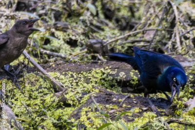 Common Grackle Common Grackles foraging in a lush wetland environment covered with vibrant green algae showcasing their iridescent plumage and natural habitat interaction.