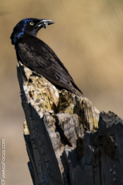 Common Grackle Common Grackle perched on a weathered tree stump displaying its glossy black plumage and vibrant eyes in a natural habitat. Ideal for birdwatching enthusiasts.