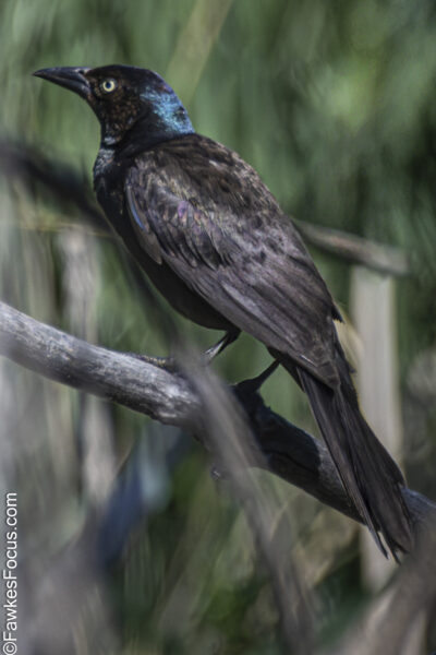 Common Grackle A Common Grackle perched on a branch in a natural habitat displaying its iridescent plumage. Ideal for birdwatching and nature enthusiasts exploring avian species.