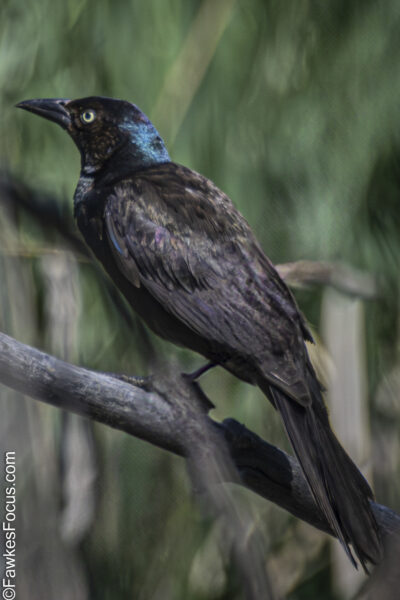 Common Grackle A Common Grackle perched on a branch in a natural setting. The bird's iridescent feathers shimmer in the sunlight. Ideal for birdwatching and nature enthusiasts.