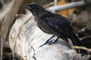 Common Grackle perched on a log displaying its glossy black plumage in a natural habitat. Perfect example of Common Grackle in its environment for bird enthusiasts.