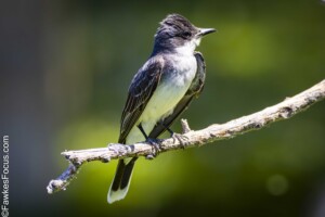 Eastern Kingbird perched on a branch in a lush green setting showcasing its distinctive black and white plumage perfect for birdwatching and nature enthusiasts.