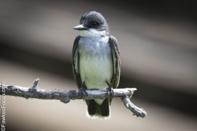 Eastern Kingbird Eastern Kingbird perched on a branch displaying its striking black and white plumage against a blurred background ideal for birdwatching and nature enthusiasts.
