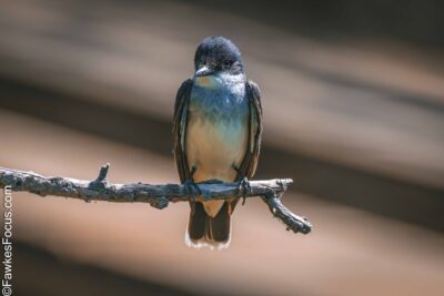 Eastern Kingbird Eastern Kingbird perched on branch in natural habitat backlit by warm evening light showcasing its striking plumage perfect example of Eastern Kingbird in the wild.