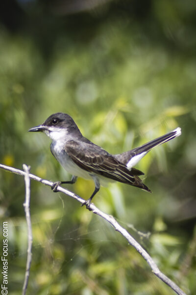 Eastern Kingbird Eastern Kingbird perched on a branch in a natural setting. The bird showcases its distinctive black and white plumage against a blurred green background.