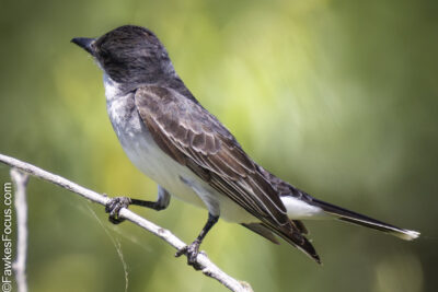 Eastern Kingbird Eastern Kingbird perched on a branch displaying its dark gray plumage and contrasting white chest against a vibrant green background capturing its natural habitat essence.