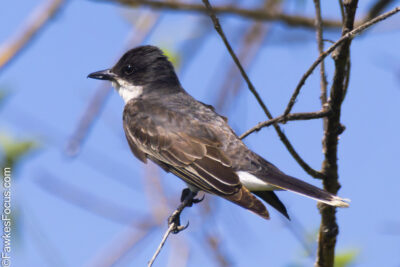 Eastern Kingbird Eastern Kingbird perched on a branch in natural habitat under clear blue sky. This Eastern Kingbird showcases its distinct black and white plumage against the vibrant background.