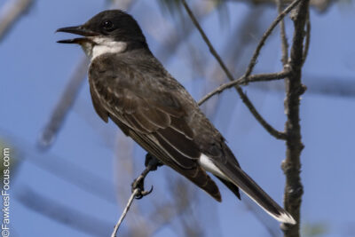 Eastern Kingbird Eastern Kingbird perched on a branch against a clear blue sky showcasing its distinct black and white plumage perfect example of the Eastern Kingbird in its natural habitat