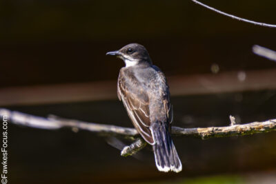 Eastern Kingbird Eastern Kingbird perched on a branch, showcasing its distinctive black and white plumage in a natural setting, ideal for birdwatching and wildlife photography enthusiasts.