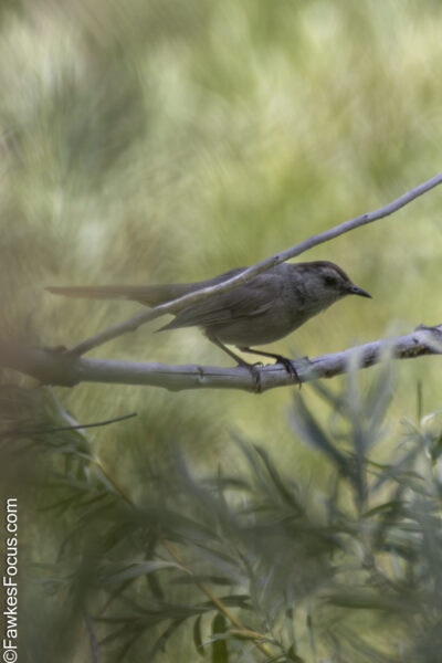 Gray Catbird Gray Catbird perched on a branch in a lush green environment showcasing its distinctive features. Perfect example of the Gray Catbird in its natural habitat.