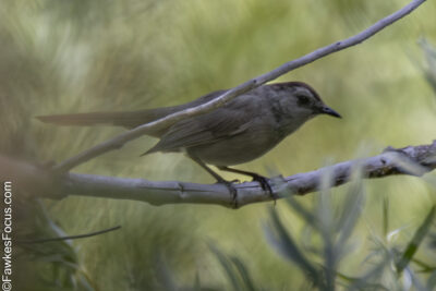 Gray Catbird Gray Catbird perched on a branch amidst lush green leaves. This Gray Catbird is known for its distinctive calls and sleek gray plumage in natural habitat.
