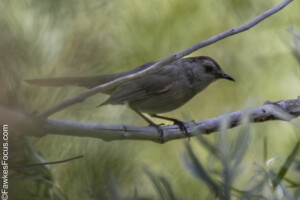 Gray Catbird perched on a branch amidst lush green leaves. This Gray Catbird is known for its distinctive calls and sleek gray plumage in natural habitat.