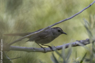 Gray Catbird Gray Catbird perched on a branch surrounded by lush greenery. This bird, known for its slate-gray plumage, is a common sight in North American gardens and woodlands.
