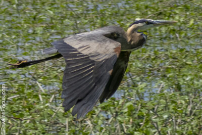 Great Blue Heron Great Blue Heron gracefully flying over a lush wetland habitat showcasing its distinctive long legs and elegant wingspan against a backdrop of greenery and water.
