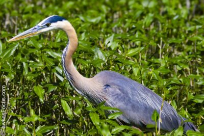 Great Blue Heron A majestic Great Blue Heron stands gracefully among lush green foliage in a natural habitat. The Great Blue Heron is known for its striking plumage and elegant posture.