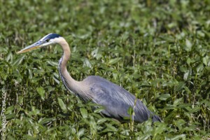 Great Blue Heron standing gracefully in lush green vegetation showcasing its distinctive plumage and long neck perfect example of Great Blue Heron in natural habitat