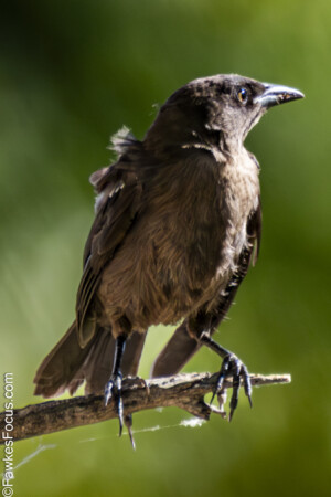 Great-tailed Grackle perched on a branch displaying its glossy feathers in a natural habitat. Perfect representation of the striking Great-tailed Grackle bird.